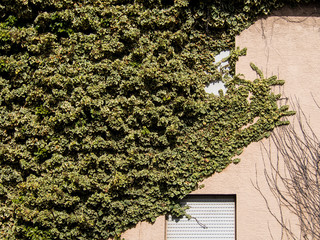 Efeu an Hauswand