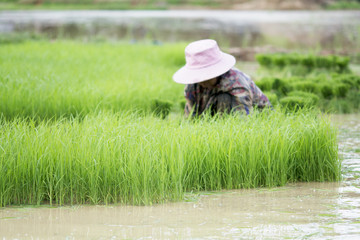 selective focus on rice spouts with farmer and green field backgeound