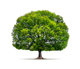 Fototapeta na wymiar Großer grüner Baum isoliert vor weißem Hintergrund