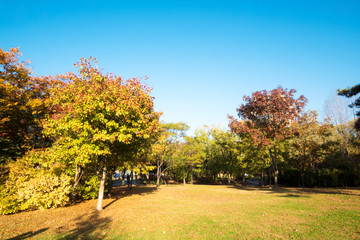 Obraz premium beautiful public park in autumn