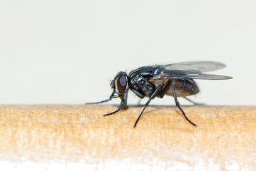 The fly sits on surface
