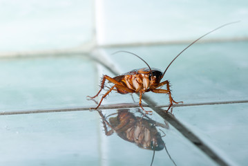 The cockroach creeps over tile