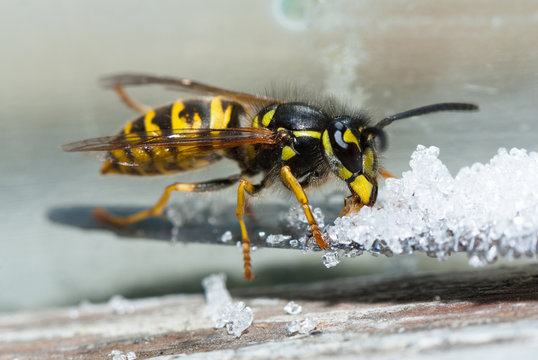 Wasp eats sugar