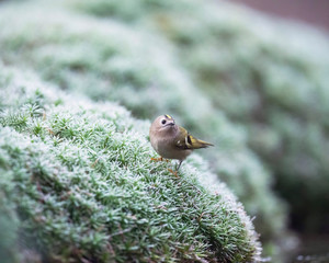 Goldcrest sits on moss at edge of pond.