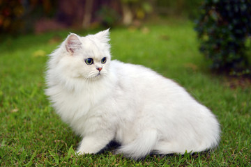 Naklejka na ściany i meble cute Cat on a lawn isolated