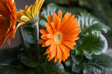 Gerbera-Sonne