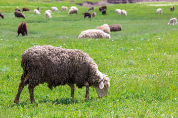 Obraz na płótnie Canvas The sheep grazed on a lawn.