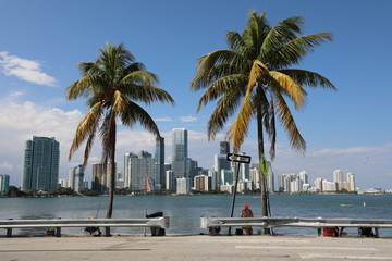 Obraz premium Drzewa kokosowe z mojego miasta