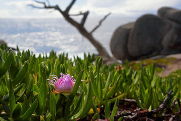 Pink flower on the pacific coast