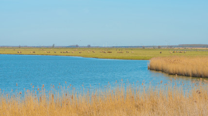 Horses in the wild along the shore of a lake  © Naj