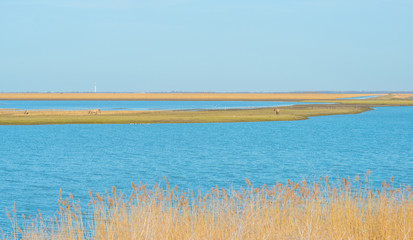 Horses in the wild along the shore of a lake  © Naj
