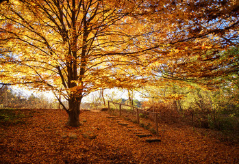 Huge tree with orange leaves