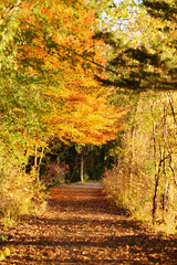 Path in the middle of fall park