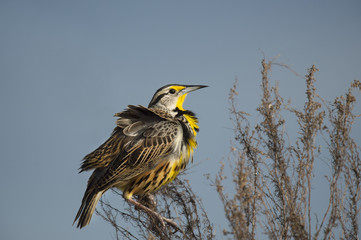 An Eastern Meadowlark perches in grasses with its feathers all fluffed up from the wind with a smooth blue background.