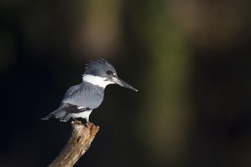 A male Belted Kingfisher perches in the early morning sunlight on a large branch against a dark background.