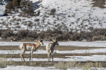 Pronghorn