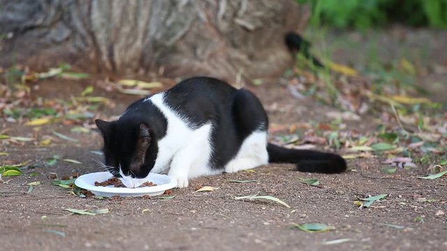 Black and white cat in the grass eating cat food from white plate