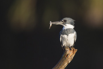 A Belted Kingfisher perches on a branch in the early morning sun with a minnow in its beak against a dark background.