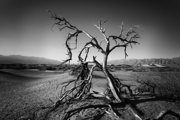 Dead tree in Deth Valley