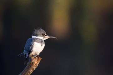 A male Belted Kingfisher perches in the early morning sunlight on a large branch against a dark background.