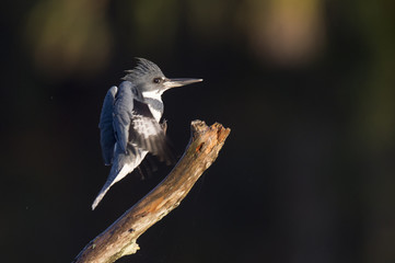 A Belted Kingfisher jumps onto a branch on a bright sunny day against a dark background.