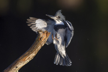 A Belted Kingfisher flies in to land on a large branch on a bright sunny day against a dark black background.