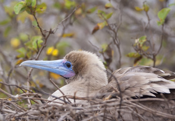 exotic bird in the nest