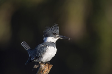 A male Belted Kingfisher perches in the early morning sunlight on a large branch against a dark background.