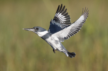 A male Belted Kingfisher flies in front of a green grass background with on a bright sunny day.