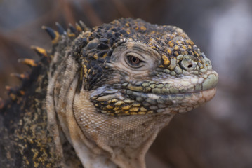Iguana