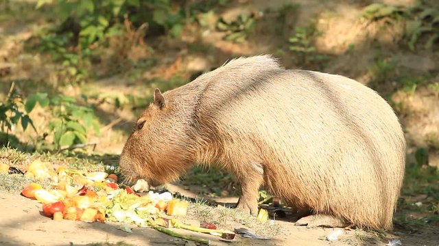 Capibara  (Hydrochoerus hydrochaeris) in meadow eating in the fruit