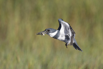 A male Belted Kingfisher flies in front of a green grass background with a minnow in his beak on a bright sunny day.