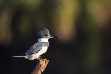 A male Belted Kingfisher perches in the early morning sunlight on a large branch against a dark background.