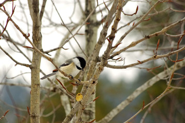Chickadee drops lunch