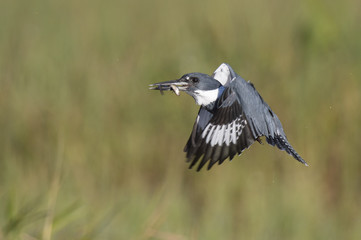 A male Belted Kingfisher flies in front of a green grass background with a minnow in his beak on a bright sunny day.