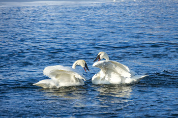 Courting Trumpeter Swans