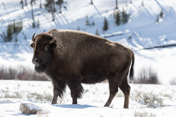 American bison