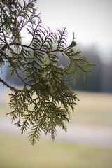 Ветка дерева © Vera Aksionava