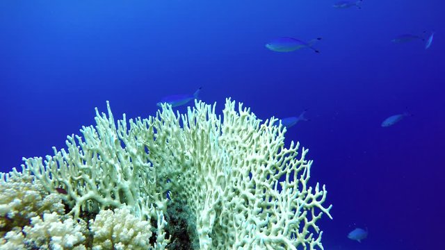 Colorful corals and fish. Tropical fish. Underwater life in the ocean.
