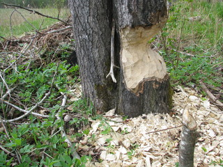 beaver tooth marks on trees