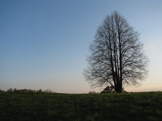 Tree profile in the summer evening