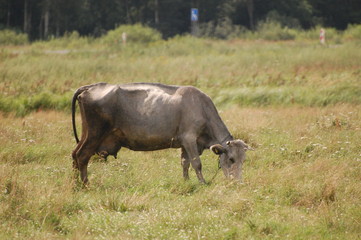 Fototapeta premium Blue cow 