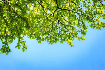 green leaves with blue sky background.