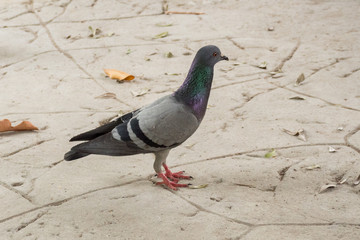 Pigeon bird animal