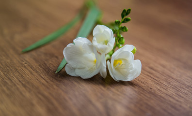 single flower white freesia on a warm wooden background