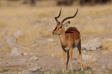 schwarznasenimpala