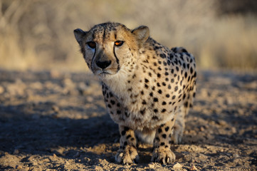 gepard © Photohunter
