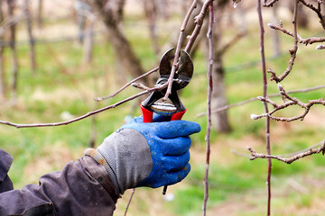 pruning of apple tree in march