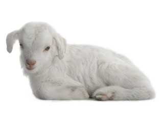 goat kid