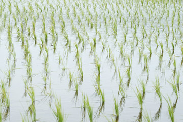 日本の伝統的な田んぼの風景
